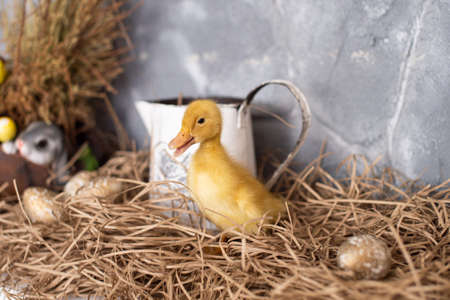 Easter yellow ducklings in festive decor with flowers