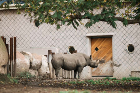 A rhinoceros stands at the door of the zoo premises waiting for feeding time.の写真素材