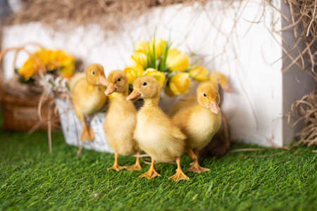 Easter yellow ducklings in festive decor with flowersの写真素材