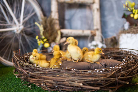 Easter yellow ducklings in festive decor with flowersの写真素材