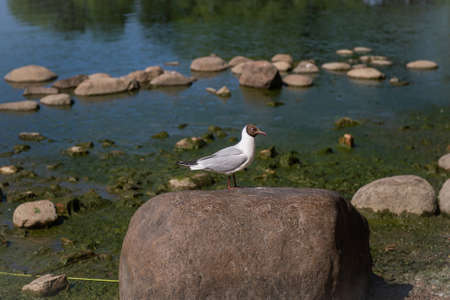 A seagull is sitting on a large stone on the shore of the Gulf of Finland
