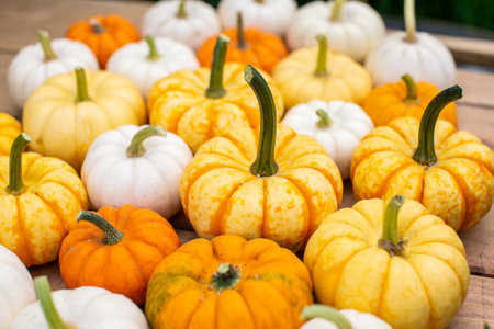 Yellow orange and white pumpkins are lying on a wooden tableの写真素材