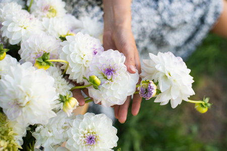 White dahlia flowers lie in the palms of your handsの写真素材