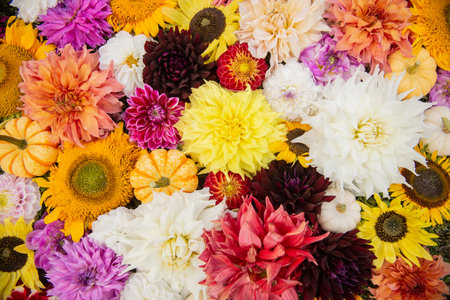 A set of bright colorful autumn flowers and small pumpkins for the backgroundの写真素材