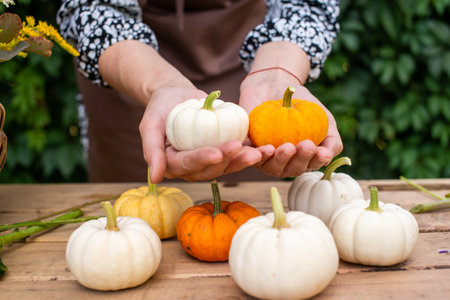 White, orange and yellow pumpkins are on the table and in the handsの写真素材
