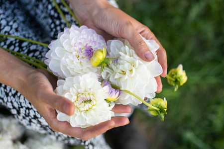 White dahlia flowers lie in women's handsの写真素材