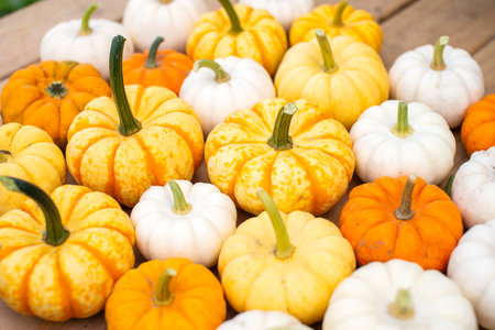 Yellow orange and white pumpkins are lying on a wooden tableの写真素材