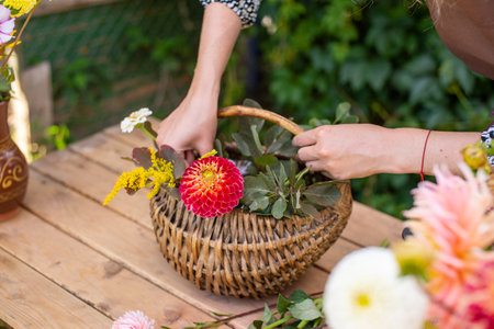 The florist makes a bouquet in a basket of dahlias and astersの写真素材