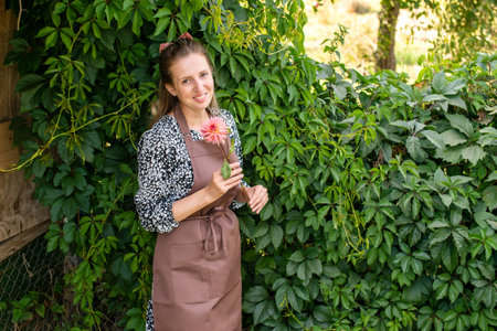 A cute girl in an apron and with a red dahlia flower is standing near a vineyardの写真素材