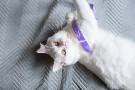 Cute white fluffy cat is lying on the carpet and playing with a ribbonの写真素材