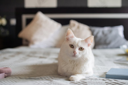 A cute white fluffy cat is lying on the bed next to a book and waiting for the hostessの写真素材