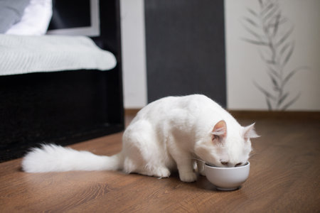 Cute white fluffy cat sitting on the floor with his head stuck in a bowl of foodの写真素材