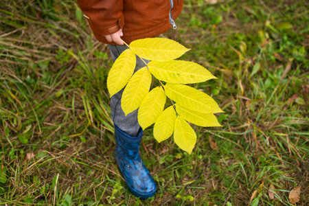 A child in rubber boots holds a yellow walnut branchの写真素材