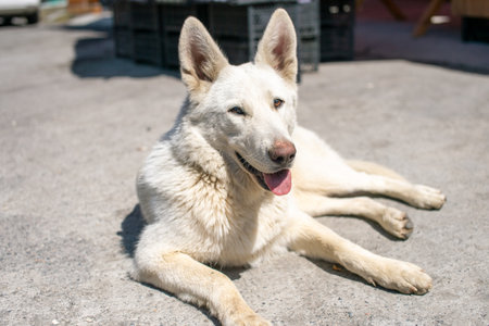 A large white stray dog is lying on the groundの写真素材