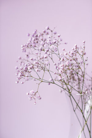phone background, flowers, gypsophila twig, souvenir, present, white background, text space, gypsophila, vase, glass stand, glass vaseの写真素材