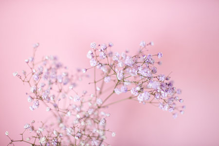 phone background, flowers, gypsophila twig, souvenir, present, white background, text space, gypsophila, vase, glass stand, glass vaseの写真素材