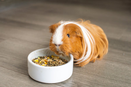A long-haired guinea pig is sitting indoors on the floor near a plate of foodの写真素材