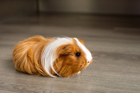 A guinea pig with a long coat sits on the floorの写真素材