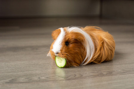 A long-haired guinea pig sits on the floor and nibbles a cucumberの写真素材