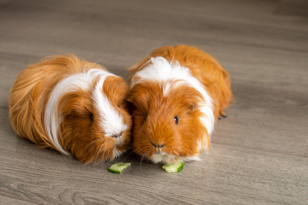 Two long-haired guinea pigs gnaw a cucumberの写真素材