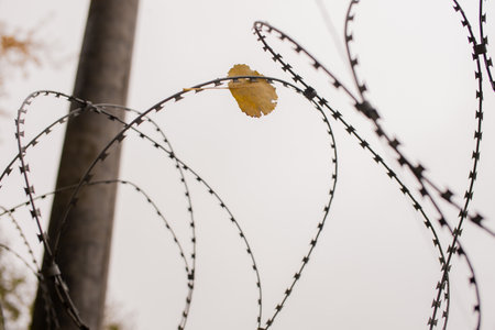 Autumn leaf on barbed wireの写真素材