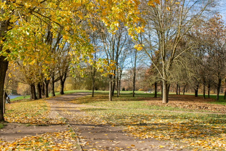 Autumn leaves on the road in the parkの写真素材