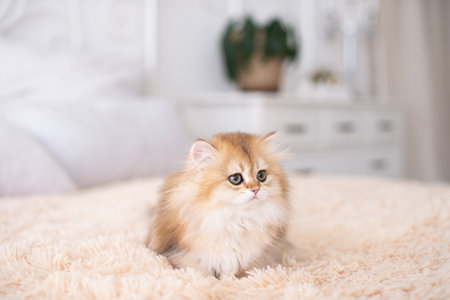 long-haired golden british kitten looks away, sits on a chair, kitten in the interior, little kitten, golden kitten, purebred kittenの写真素材