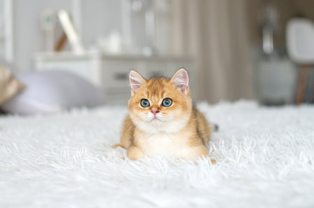 A small red-haired British kitten is lying on a white blanket in the roomの写真素材