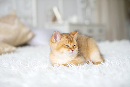 A small red-haired British kitten is lying in a room on a white blanket with his eyes closed.の写真素材