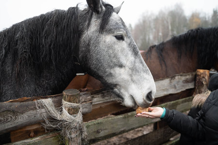 A horse takes food from the hand of a man behind a wooden fenceの写真素材