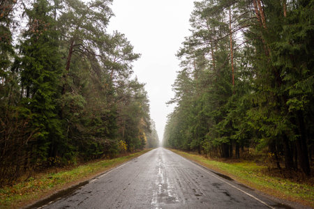 An asphalt road in the middle of the forest in autumn with a dividing stripの写真素材