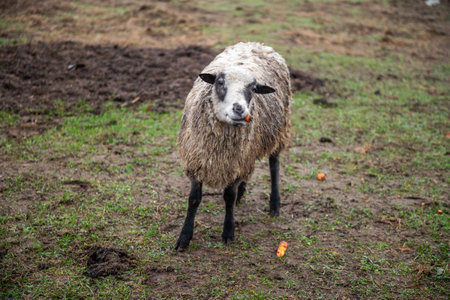 Dirty sheep eats carrots standing in the pastureの写真素材