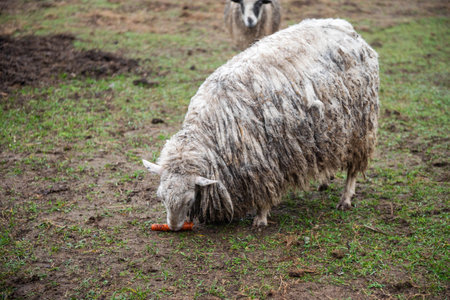 A white hornless heather sheep stands dirty in the fieldの写真素材