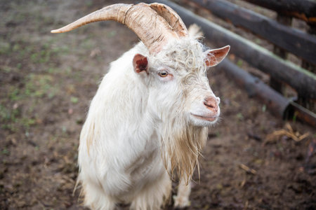 Portrait of a white Zenensky goatの写真素材