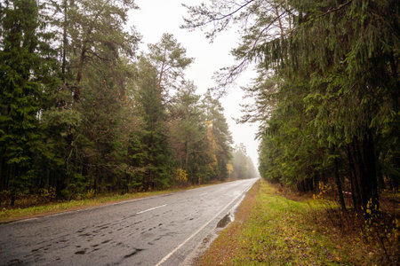 An asphalt road in the middle of the forest in autumn with a dividing stripの写真素材