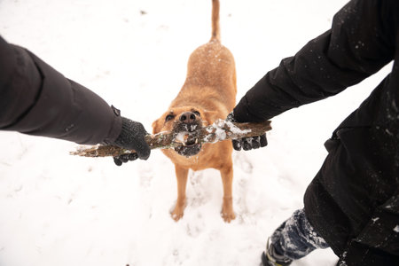 A red-haired dog takes a stick from its owner in the snow in winter