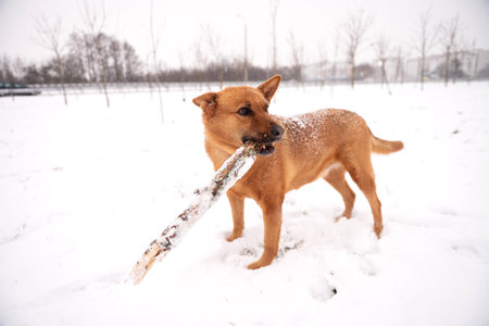 A red-haired dog brought a stick to the owner in winterの写真素材