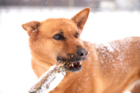 A red-haired dog stands in the snow with a stick in his teethの写真素材