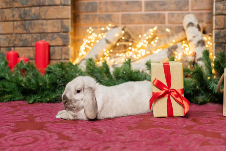 A gray lop-eared rabbit lies on the carpet near a red gift box in front of the fireplaceの写真素材