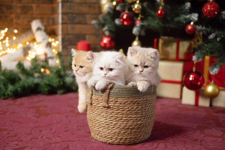Three British chinchilla kittens are sitting in a basket under a Christmas tree with red and gold gifts near the fireplaceの写真素材