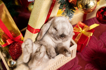A gray lop-eared rabbit lies in a basket near red boxes with gifts under a Christmas tree with toysの写真素材