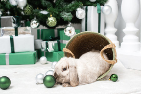 A Christmas gray lop-eared rabbit sits in a basket with balloons under a Christmas tree with giftsの写真素材