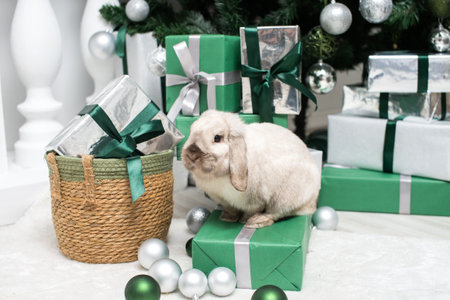 A gray lop-eared rabbit sits on a gift box under a Christmas tree with toys and boxesの写真素材