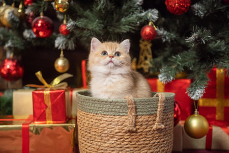Cute British shorthair kitten sitting in a basket under the Christmas tree with gifts red and goldの写真素材