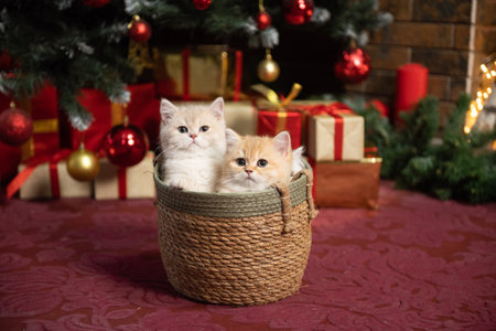 Cute British chinchilla kittens are sitting in a basket under a Christmas tree with giftsの写真素材