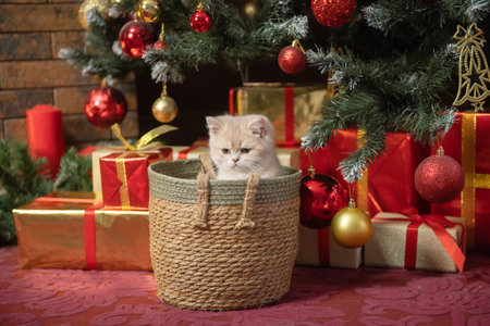 Cute British shorthair kitten sitting in a basket under the Christmas tree with gifts red and goldの写真素材