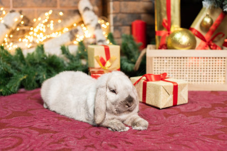 A gray lop-eared rabbit lies on the red carpet near the gift box in front of the fireplaceの写真素材