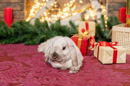 A gray lop-eared rabbit sits on the carpet near the fireplace and a box of giftsの写真素材