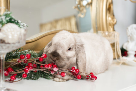 A gray lop-eared rabbit lies in the Christmas decor and eats red berries near the mirrorの写真素材