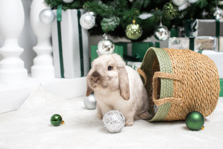 A Christmas lop-eared rabbit sits in a basket with balloons under the Christmas treeの写真素材